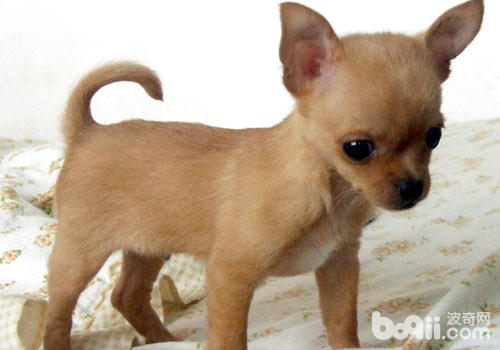 世界上最小的狗——吉娃娃