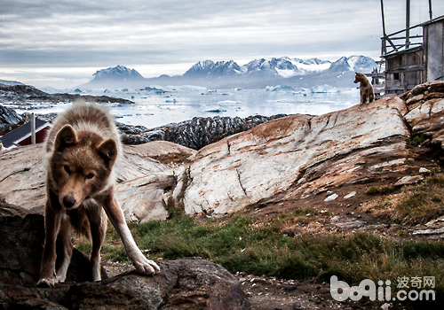 格陵蘭犬