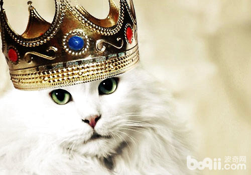 高貴女王波米拉貓