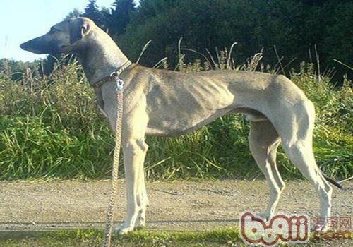 北非獵犬