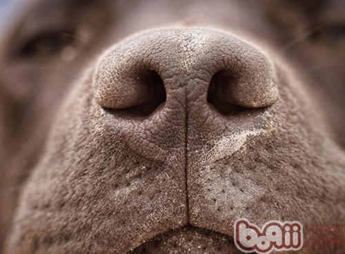 狗狗靈敏的嗅覺常被人類用於搜救、緝毒等工作