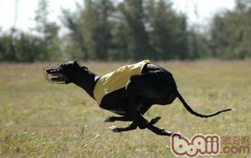 跑的最快的靈缇犬