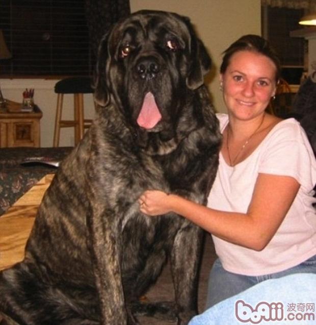 巨型犬