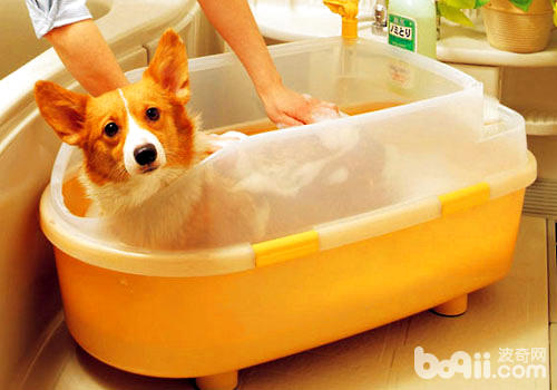 用犬用沐浴液幫狗狗洗澡