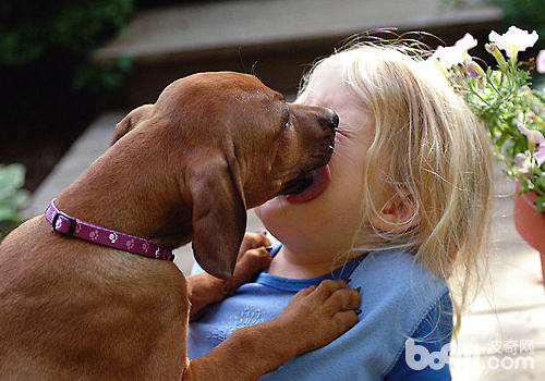 狗狗舔臉行為一般都是沒有惡意的