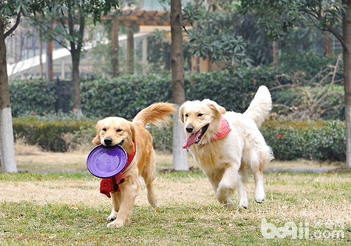 狗狗相互之間友好地玩耍同樣非常重要