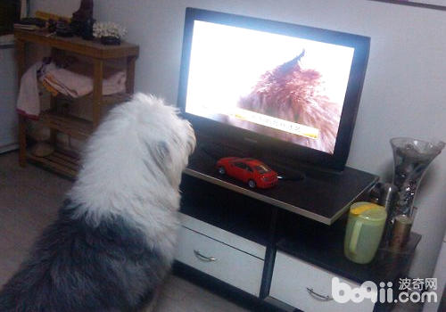 讓狗狗看會兒電視興許能為其解悶