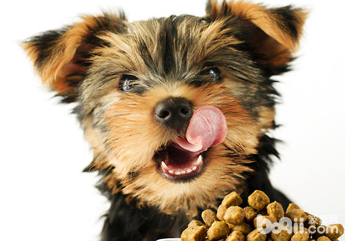如果狗狗很健康且牙齒已長全則應喂食正常狗糧
