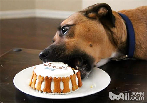 狗狗吃蛋糕