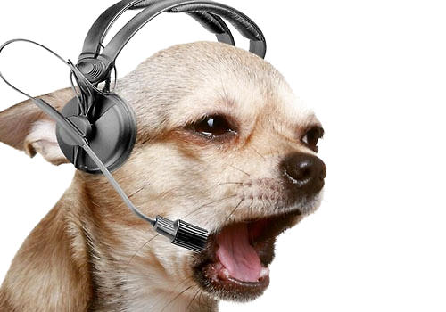 不同類型的音樂對狗狗的影響不同
