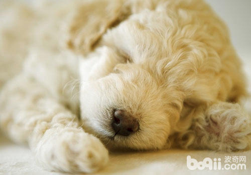 狗狗本身所需的睡眠時間就比較多