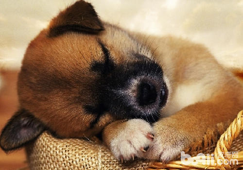 提供良好的睡眠環境，保證狗狗健康