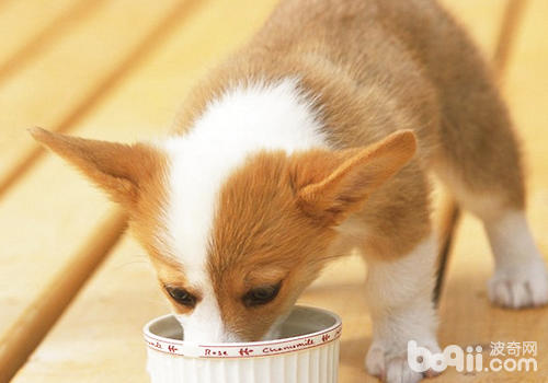 食物可根據狗狗的狀態做適當的調整