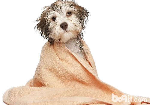 不宜頻繁為狗狗洗澡
