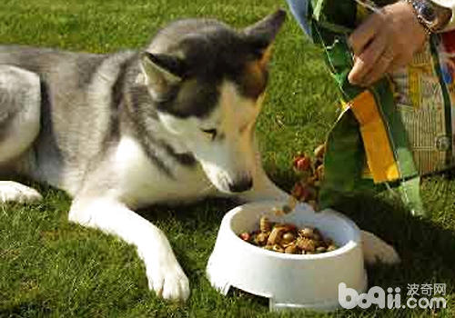 狗狗不願吃狗糧，可能是該狗糧不合狗狗的口味