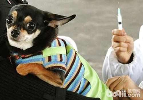 疫苗一定要在狗狗健康的狀態下進行