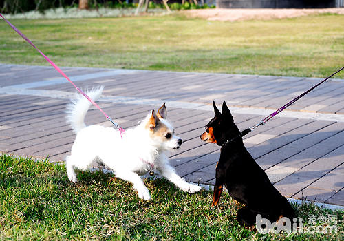 如果兩條狗狗都有帶牽引繩，那麼可以讓它們慢慢靠近並熟悉