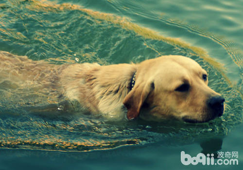 夏季游泳是對狗狗有利的一項運動
