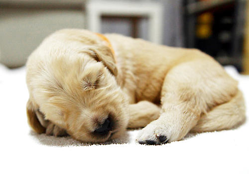 狗狗睡覺最好安排在較為安靜的環境