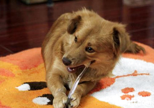 定期地幫狗狗刷牙才能較好地改善狗狗的口腔問題