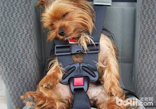 狗狗乘車要做好安全措施
