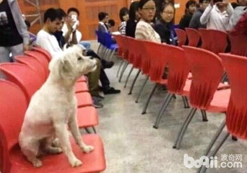 狗狗存在於課堂，大多數情況會讓人分心