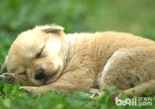 狗狗蜷縮睡覺除了保暖之外，還是因為保護自己