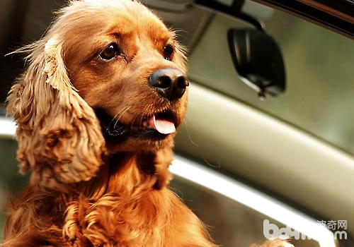 狗狗乘車喜歡將頭伸出窗外，可能是因為好奇，也可能是因為不安