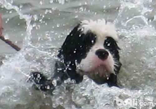 初次下水的狗狗可能因為緊張而出現溺水