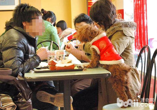 讓狗狗上桌吃飯，對他人可能產生影響