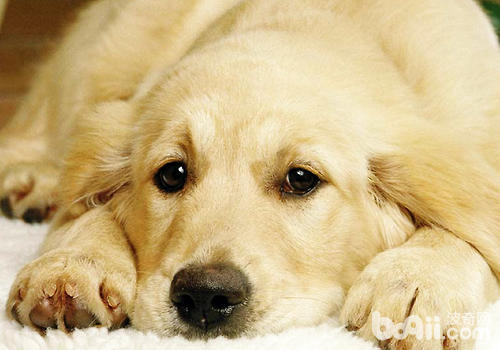 長期出租狗狗可能會造成抑郁