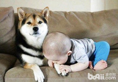 狗狗能讓孩子更好地交流