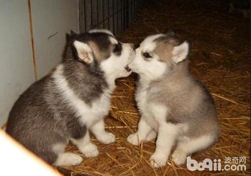 狗狗的吻可能能帶來益生菌
