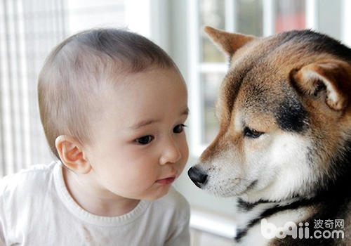 狗狗與孩子