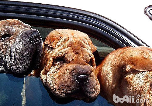 盡量不要讓狗狗把頭伸出車窗外
