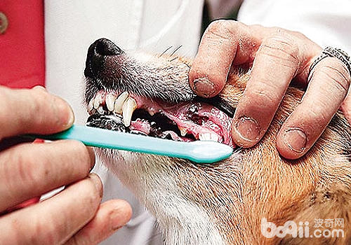 小型犬易出現牙結石、牙菌斑等問題