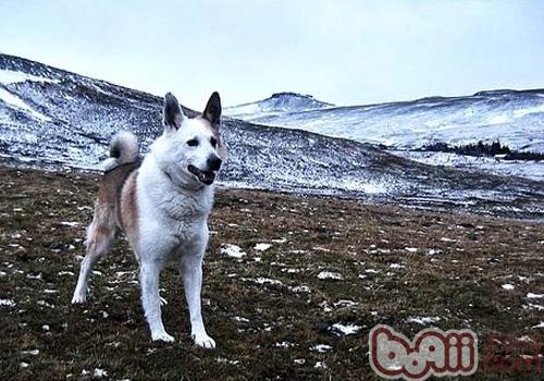 冰島牧羊犬