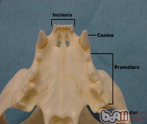 貓成年貓正常上颚（每側門齒3個，犬齒1個，前臼齒3個，後臼齒1個）