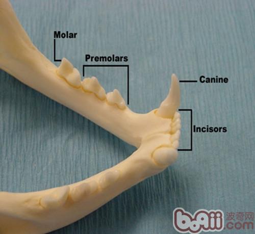 成年貓正常下颚（門齒3個，犬齒1個，前臼齒2個，後臼齒1個）
