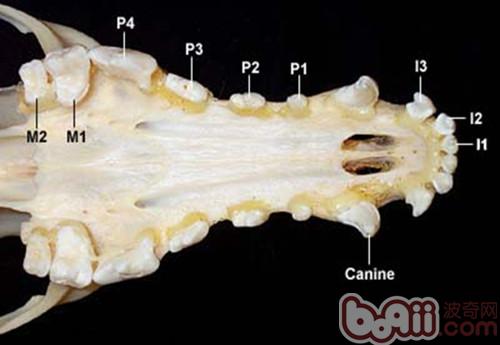 正常成年犬牙齒個數，上颚（每冊分別有門齒3個，犬齒1個，前臼齒4個，後臼齒2個）