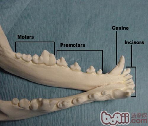 正常成年犬牙齒，下颚（incisors門齒3個，canine犬齒1個，premolars前臼齒4個，molars後臼齒3個）所以成年犬正常應該有上颚20個牙齒，下颚22個牙齒，一共42個牙齒。