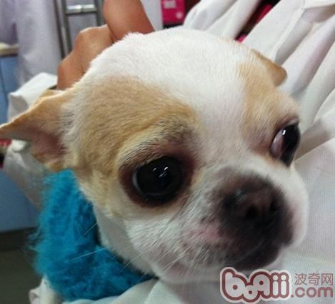 這只吉娃娃犬在注射疫苗後15分鐘就發誓了面部腫脹的過敏反應，馬上返回醫院，進行脫敏治療，好可憐呦~下次不打這個牌子咯~ 
