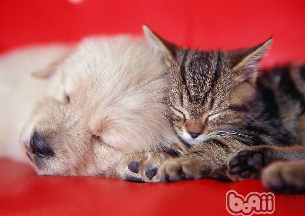 貓狗和諧的睡在一起畢竟少數，他們能夠一起生活不打架的也是一件很幸福的事啊