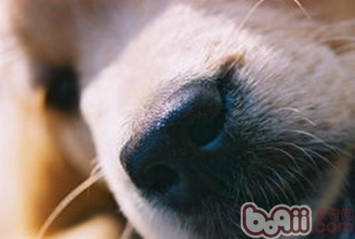 狗狗靈敏的嗅覺被廣泛用於搜救、搜毒等工作