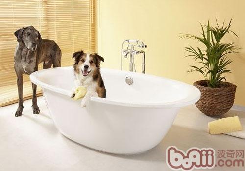 如何在家給狗狗洗澡