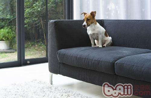 給狗狗創造最適宜的客廳空間