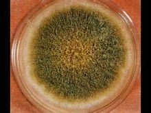 圖2黃曲霉菌落
