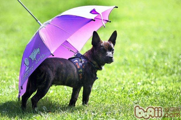 下雨天帶狗狗出門常常會困擾主人，現在狗狗也有他們的專用傘了