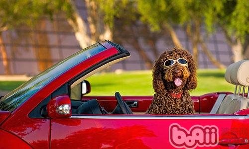 狗狗坐車為什麼喜歡把頭伸出窗外