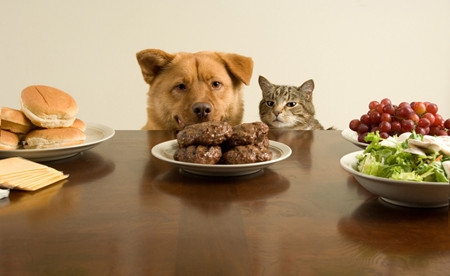對於寵物來說，主人的食物永遠充滿誘惑